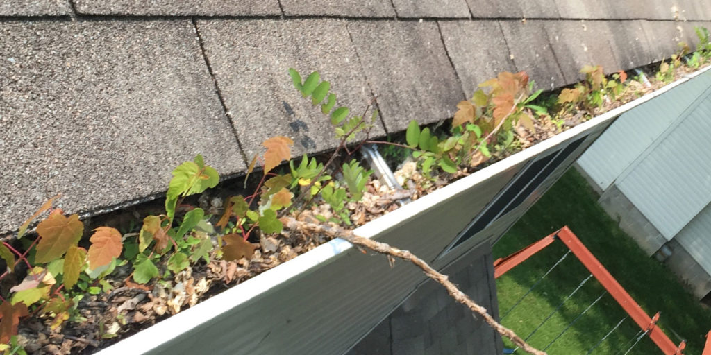 gutters filled with leaves, sticks, and debris